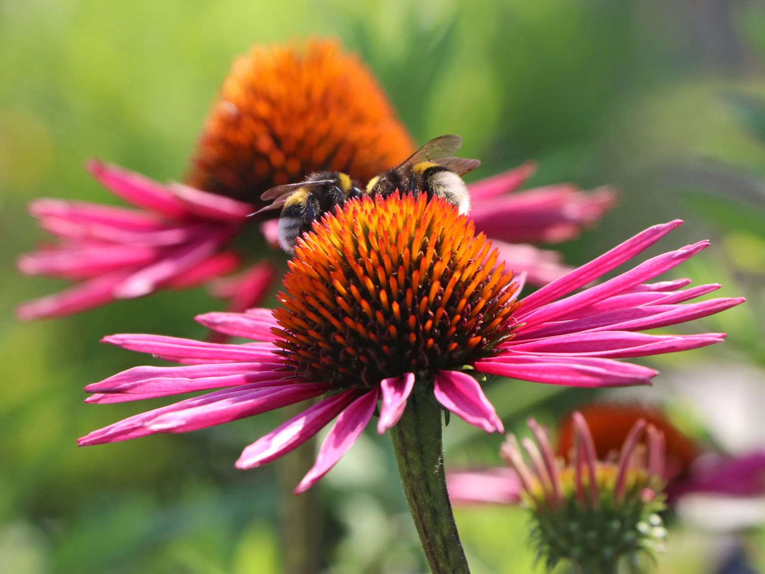 Scheinsonnenhut 'Pica Bella' ® - Echinacea purpurea 'Pica Bella' ®
