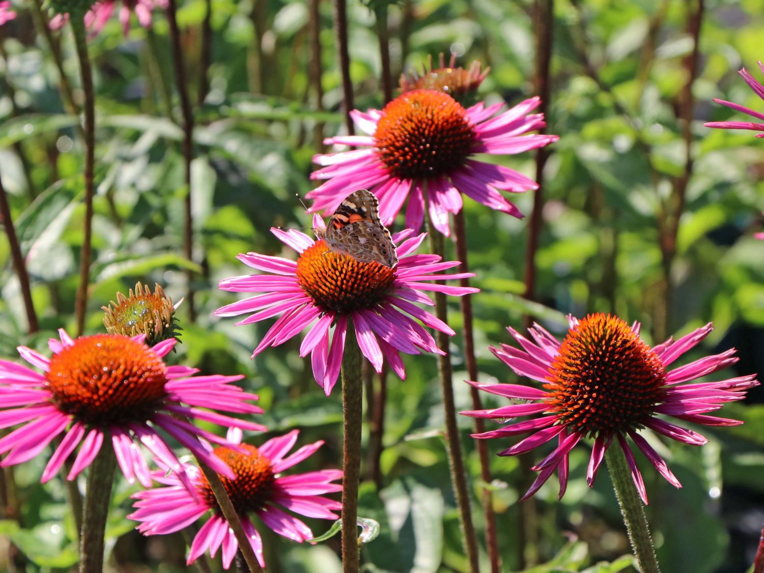 Scheinsonnenhut 'Pica Bella' ® - Echinacea purpurea 'Pica Bella' ®