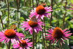 Scheinsonnenhut 'Pica Bella' ® - Echinacea purpurea 'Pica Bella' ®