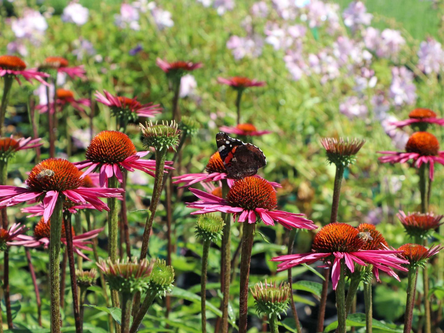 Scheinsonnenhut 'Pica Bella' ® - Echinacea purpurea 'Pica Bella' ®