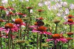Scheinsonnenhut 'Pica Bella' ® - Echinacea purpurea 'Pica Bella' ®