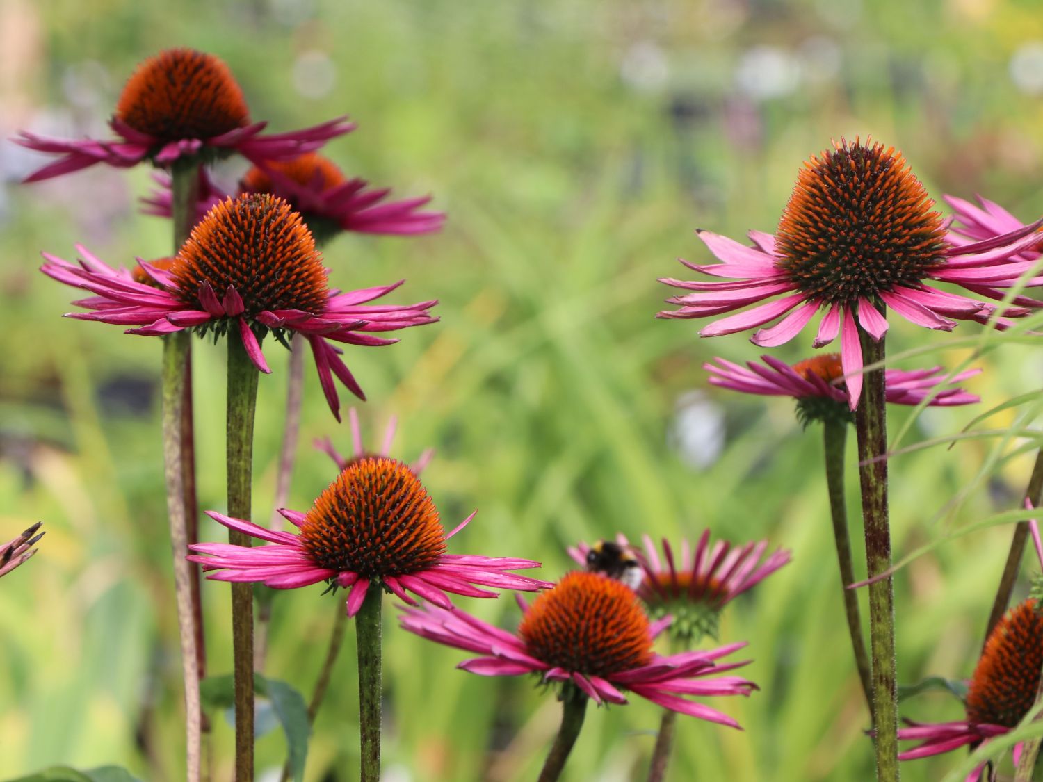 Scheinsonnenhut 'Pica Bella' ® - Echinacea purpurea 'Pica Bella' ®