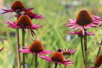 Scheinsonnenhut 'Pica Bella' ® - Echinacea purpurea 'Pica Bella' ®