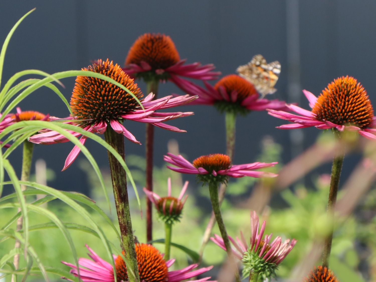Scheinsonnenhut 'Pica Bella' ® - Echinacea purpurea 'Pica Bella' ®