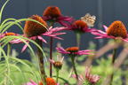 Scheinsonnenhut 'Pica Bella' ® - Echinacea purpurea 'Pica Bella' ®