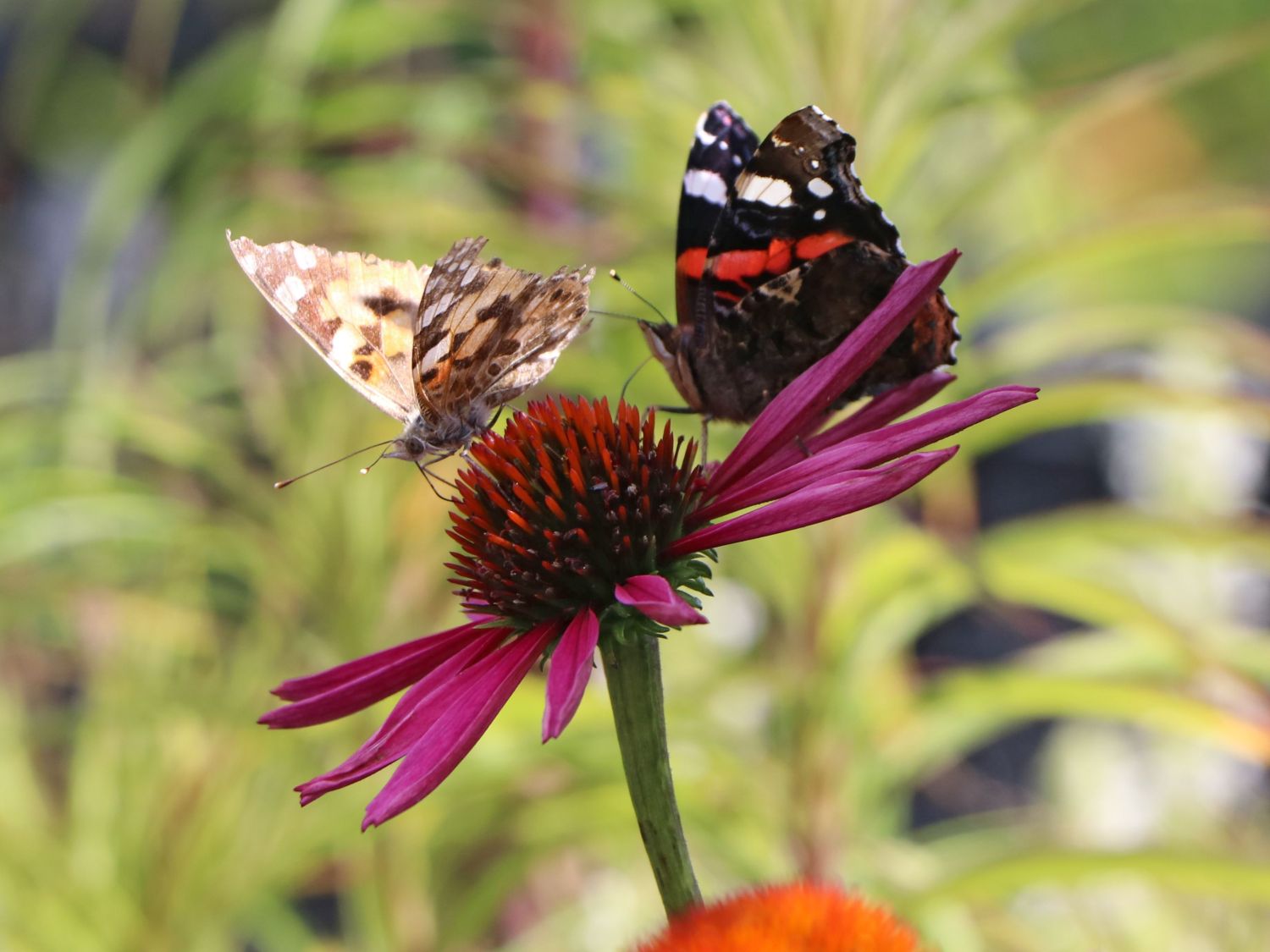 Scheinsonnenhut 'Pica Bella' ® - Echinacea purpurea 'Pica Bella' ®