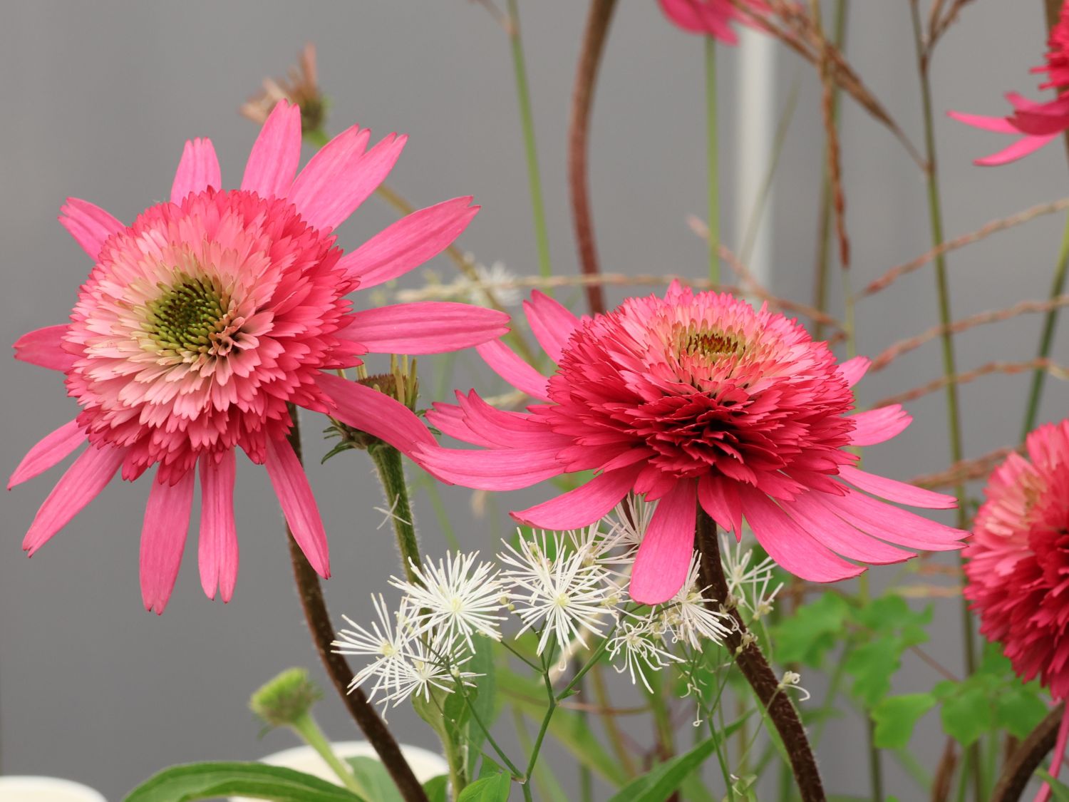 Scheinsonnenhut 'Pink Double Delight'