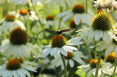 Scheinsonnenhut 'PowWow White' - Echinacea purpurea 'PowWow White'