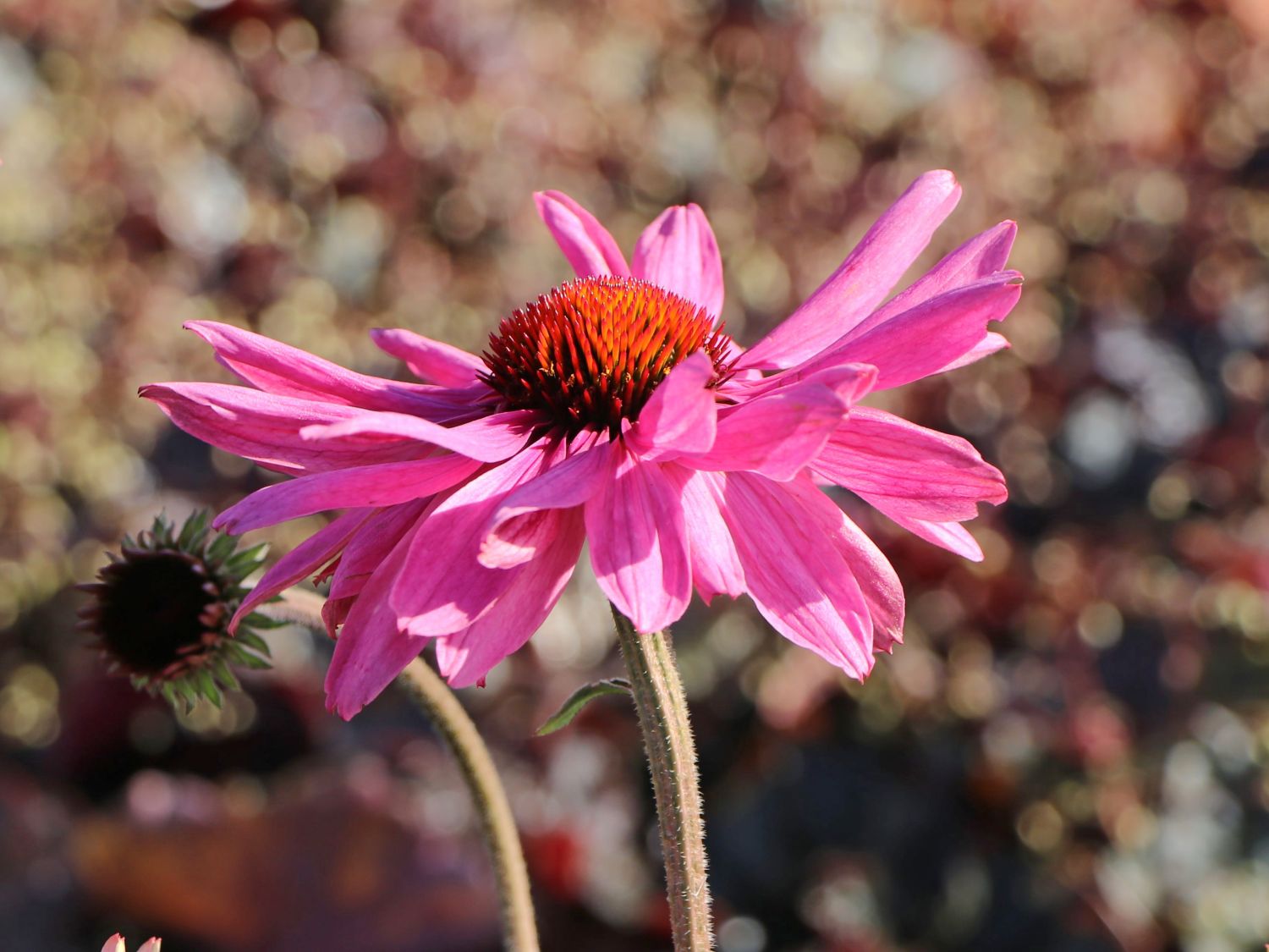 Scheinsonnenhut 'Prairie Splendor'  ®