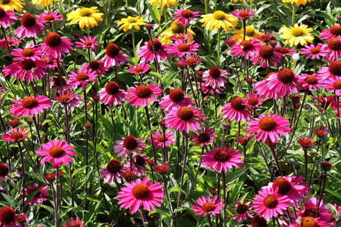 Scheinsonnenhut 'Sensation Pink' - Echinacea purpurea 'Sensation Pink'