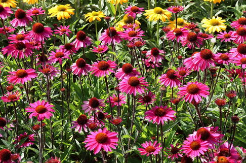 Scheinsonnenhut 'Sensation Pink' - Echinacea purpurea 'Sensation Pink'