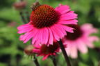 Scheinsonnenhut 'Sensation Pink' - Echinacea purpurea 'Sensation Pink'