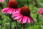 Scheinsonnenhut 'Sensation Pink' - Echinacea purpurea 'Sensation Pink'