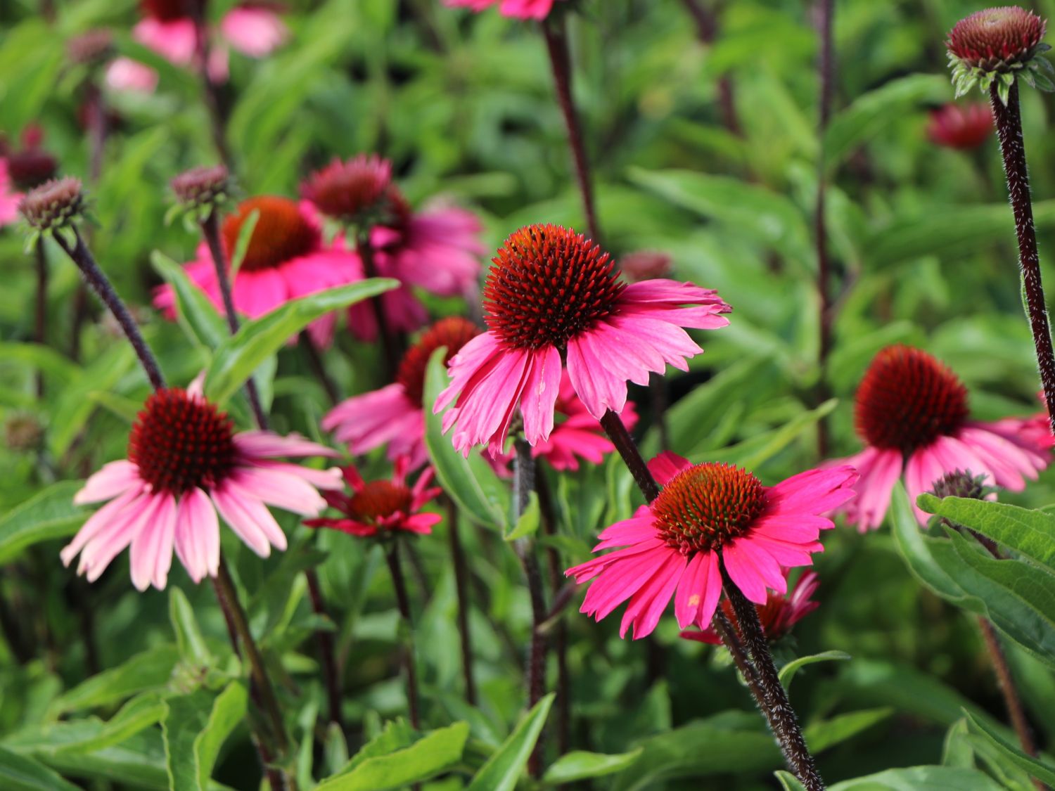 Scheinsonnenhut 'Sensation Pink' - Echinacea purpurea 'Sensation Pink'