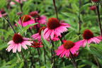 Scheinsonnenhut 'Sensation Pink' - Echinacea purpurea 'Sensation Pink'