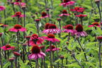 Scheinsonnenhut 'Sensation Pink' - Echinacea purpurea 'Sensation Pink'