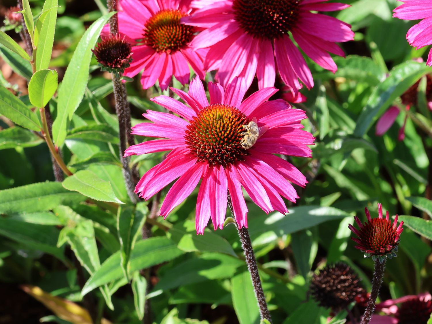Scheinsonnenhut 'Sensation Pink' - Echinacea purpurea 'Sensation Pink'