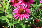 Scheinsonnenhut 'Sensation Pink' - Echinacea purpurea 'Sensation Pink'