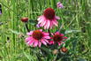 Scheinsonnenhut 'Sensation Pink' - Echinacea purpurea 'Sensation Pink'