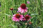 Scheinsonnenhut 'Sensation Pink' - Echinacea purpurea 'Sensation Pink'