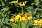 Scheinsonnenhut 'Summer Breeze' - Echinacea purpurea 'Summer Breeze'