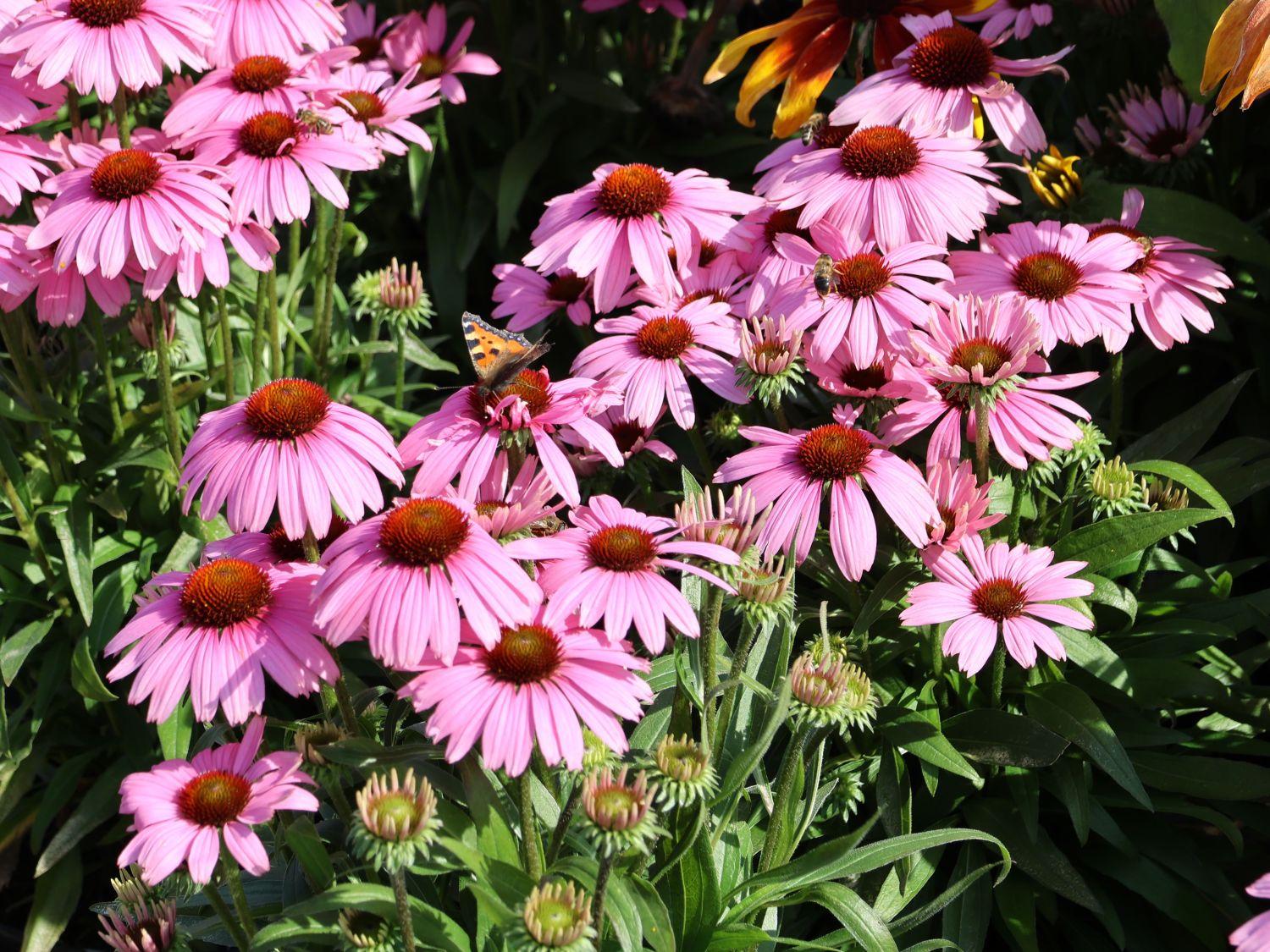 Scheinsonnenhut 'SunMagic Vintage Lavender' ®