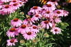 Scheinsonnenhut 'SunMagic Vintage Lavender' ® - Echinacea purpurea 'SunMagic Vintage Lavender' ®