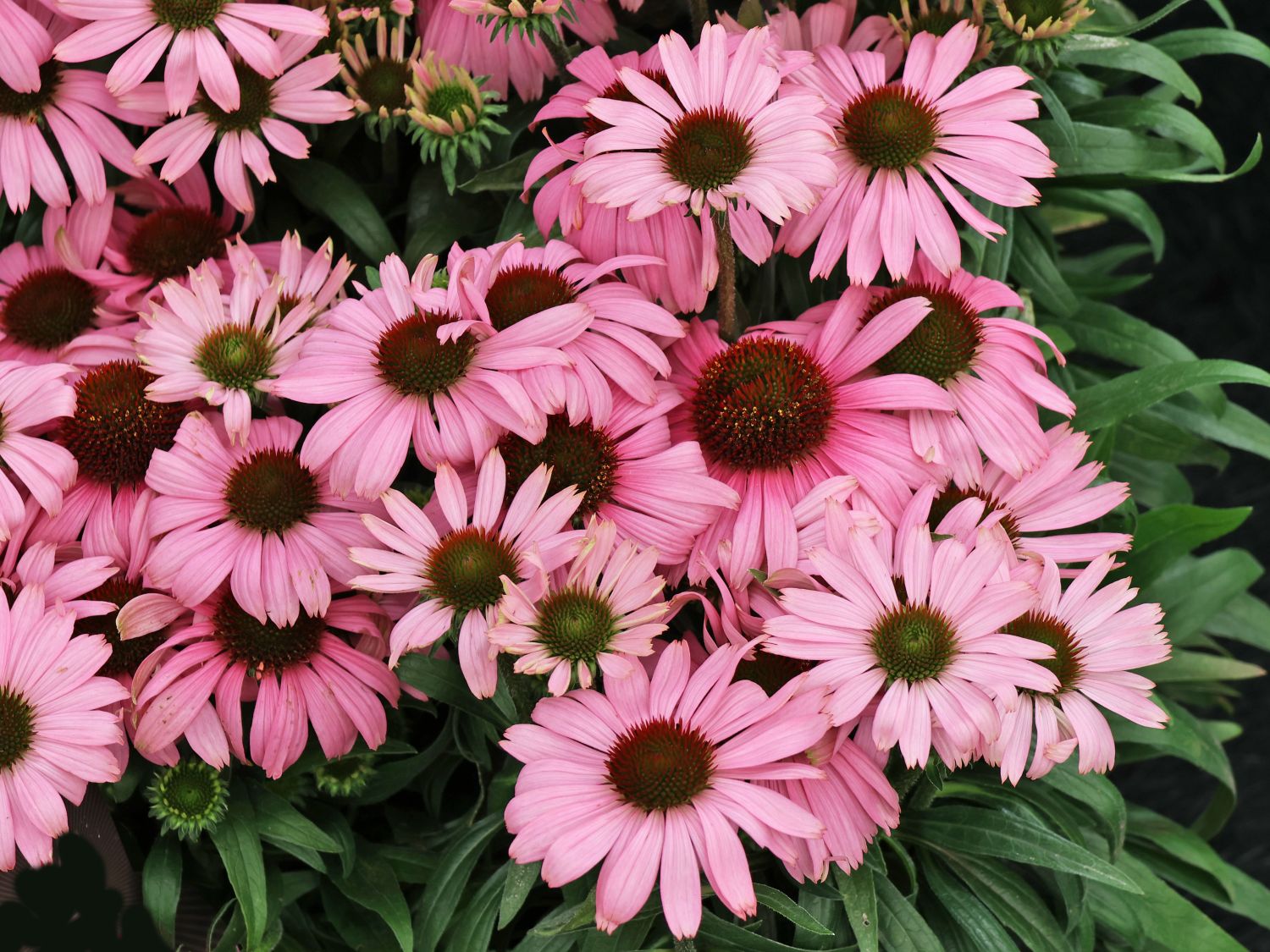 Scheinsonnenhut 'SunMagic Vintage Lavender' ® - Echinacea purpurea 'SunMagic Vintage Lavender' ®