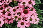 Scheinsonnenhut 'SunMagic Vintage Lavender' ® - Echinacea purpurea 'SunMagic Vintage Lavender' ®