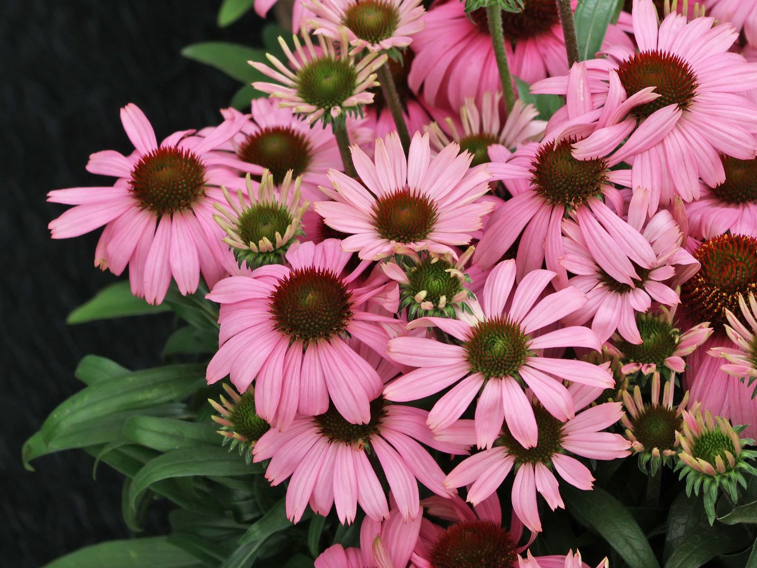 Scheinsonnenhut 'SunMagic Vintage Lavender' ® - Echinacea purpurea 'SunMagic Vintage Lavender' ®