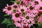 Scheinsonnenhut 'SunMagic Vintage Lavender' ® - Echinacea purpurea 'SunMagic Vintage Lavender' ®