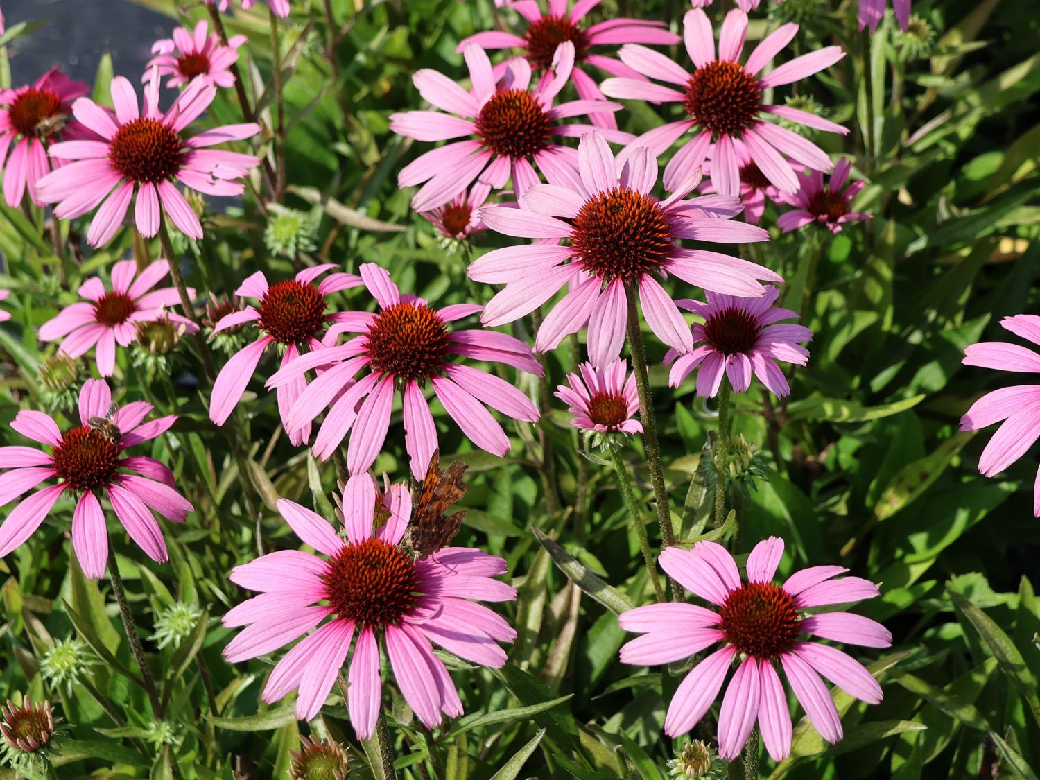 Scheinsonnenhut 'SunMagic Vintage Lavender' ® - Echinacea purpurea 'SunMagic Vintage Lavender' ®