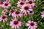 Scheinsonnenhut 'SunMagic Vintage Lavender' ® - Echinacea purpurea 'SunMagic Vintage Lavender' ®