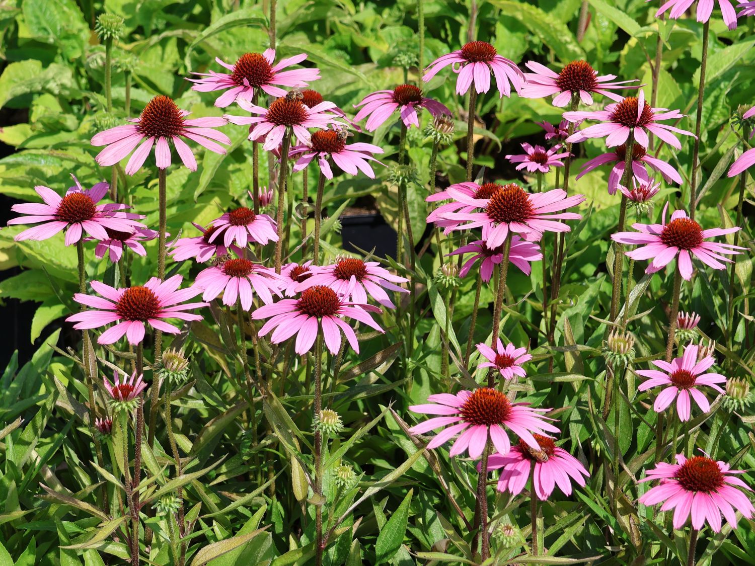 Scheinsonnenhut 'SunMagic Vintage Lavender' ® - Echinacea purpurea 'SunMagic Vintage Lavender' ®
