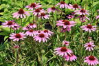 Scheinsonnenhut 'SunMagic Vintage Lavender' ® - Echinacea purpurea 'SunMagic Vintage Lavender' ®