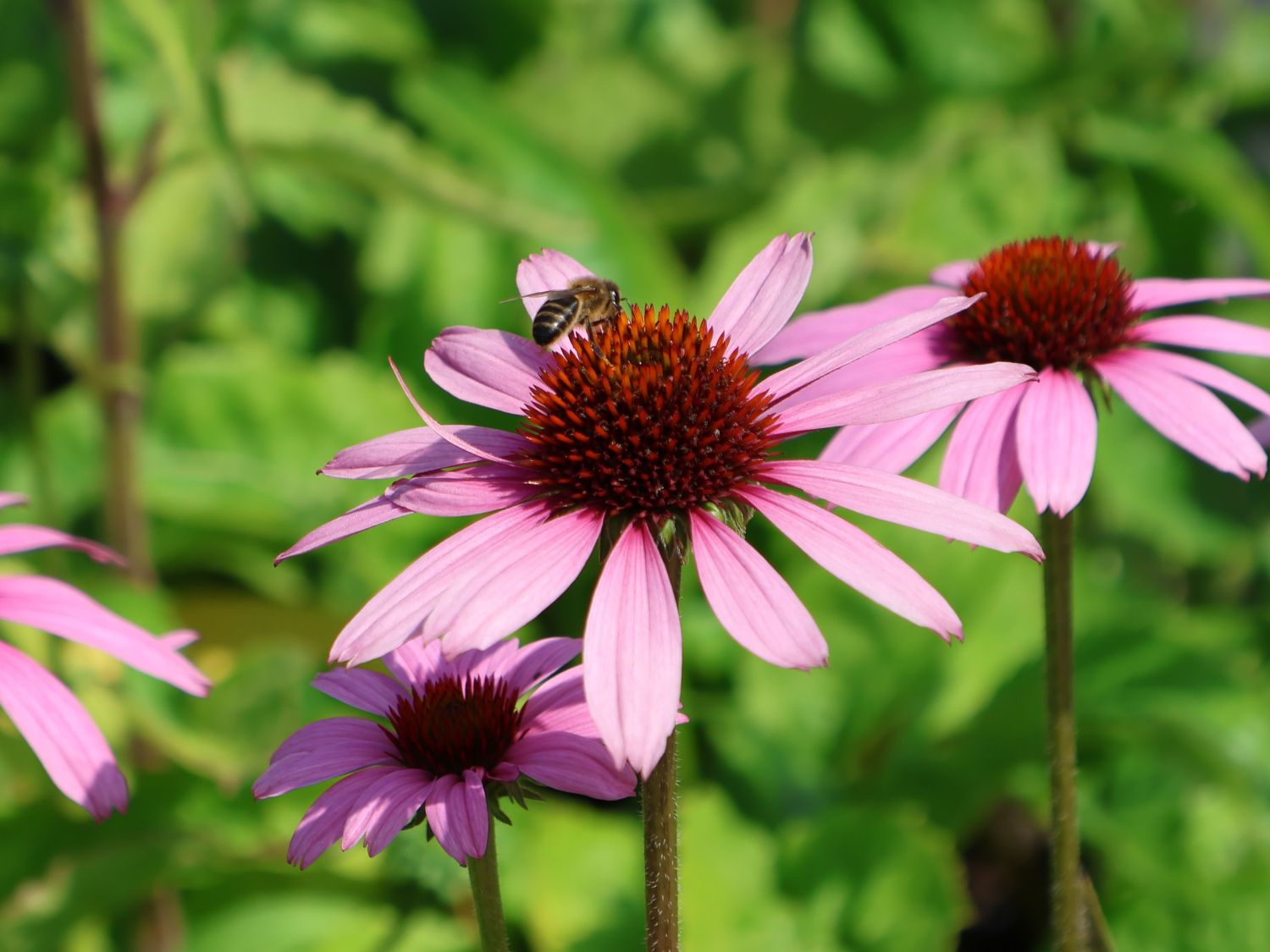 Scheinsonnenhut 'SunMagic Vintage Lavender' ® - Echinacea purpurea 'SunMagic Vintage Lavender' ®