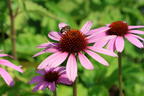 Scheinsonnenhut 'SunMagic Vintage Lavender' ® - Echinacea purpurea 'SunMagic Vintage Lavender' ®