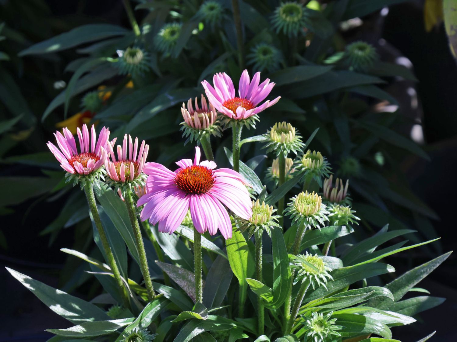 Scheinsonnenhut 'SunMagic Vintage Lavender' ® - Echinacea purpurea 'SunMagic Vintage Lavender' ®