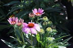 Scheinsonnenhut 'SunMagic Vintage Lavender' ® - Echinacea purpurea 'SunMagic Vintage Lavender' ®