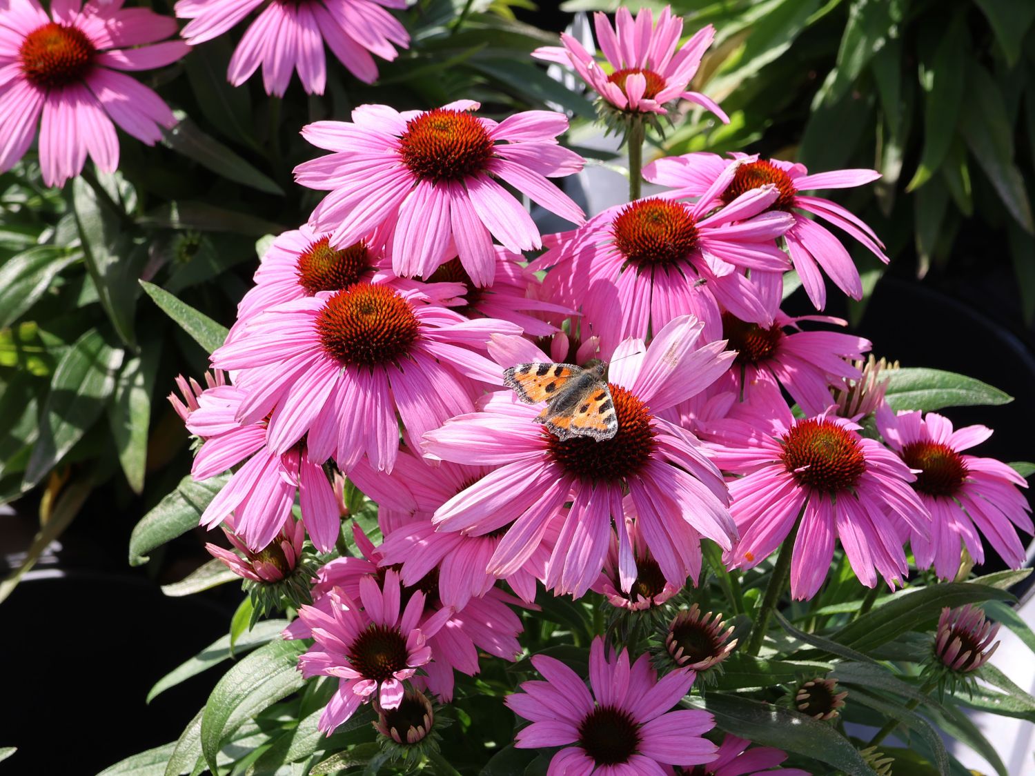 Scheinsonnenhut 'SunMagic Vintage Lavender' ® - Echinacea purpurea 'SunMagic Vintage Lavender' ®