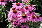 Scheinsonnenhut 'SunMagic Vintage Lavender' ® - Echinacea purpurea 'SunMagic Vintage Lavender' ®