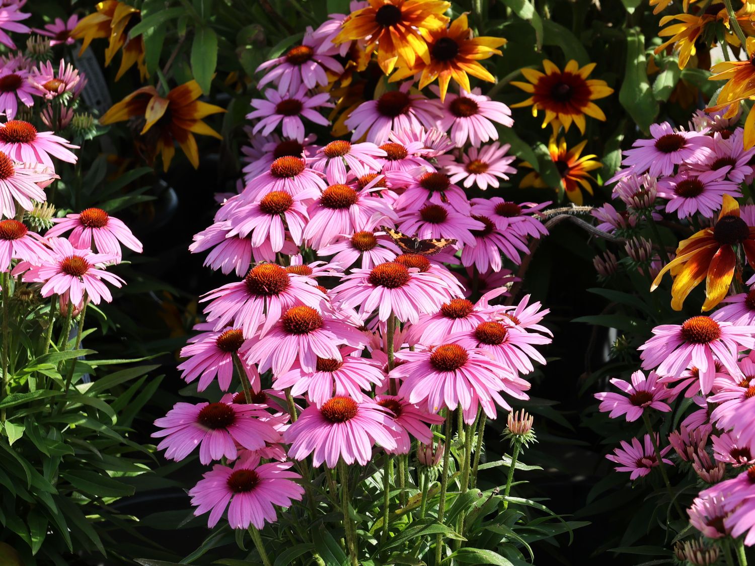 Scheinsonnenhut 'SunMagic Vintage Lavender' ® - Echinacea purpurea 'SunMagic Vintage Lavender' ®