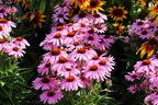 Scheinsonnenhut 'SunMagic Vintage Lavender' ® - Echinacea purpurea 'SunMagic Vintage Lavender' ®