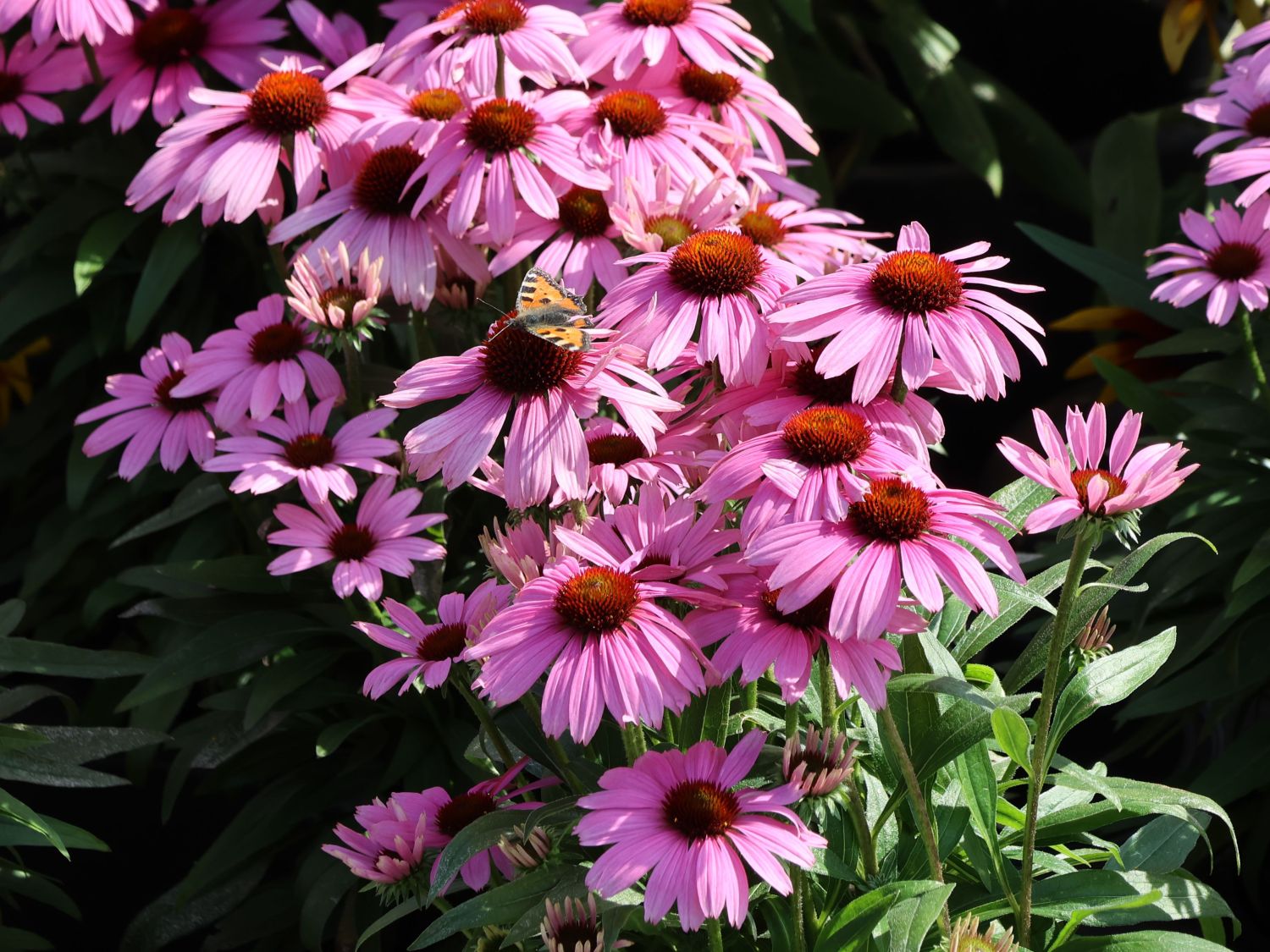 Scheinsonnenhut 'SunMagic Vintage Lavender' ® - Echinacea purpurea 'SunMagic Vintage Lavender' ®
