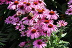 Scheinsonnenhut 'SunMagic Vintage Lavender' ® - Echinacea purpurea 'SunMagic Vintage Lavender' ®
