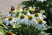 Scheinsonnenhut 'SunMagic Vintage White' ® - Echinacea purpurea 'SunMagic Vintage White' ®