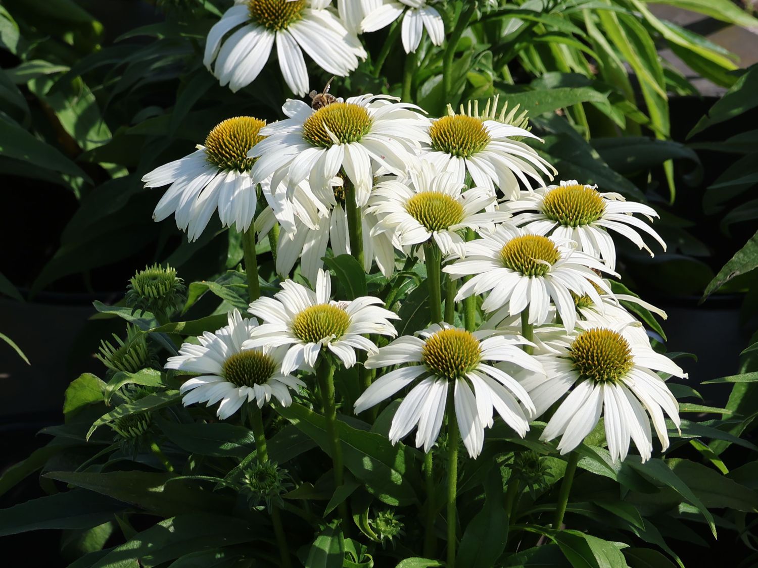 Scheinsonnenhut 'SunMagic Vintage White' ® - Echinacea purpurea 'SunMagic Vintage White' ®