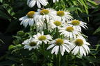 Scheinsonnenhut 'SunMagic Vintage White' ® - Echinacea purpurea 'SunMagic Vintage White' ®