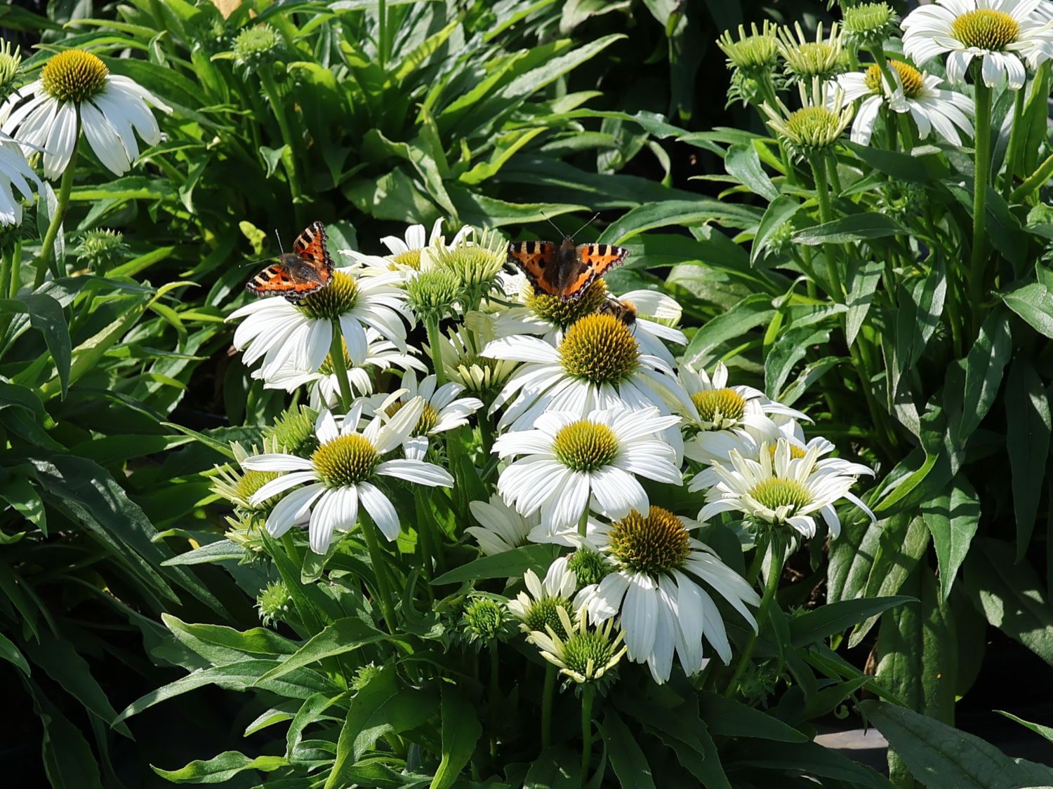 Scheinsonnenhut 'SunMagic Vintage White' ® - Echinacea purpurea 'SunMagic Vintage White' ®