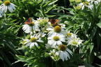 Scheinsonnenhut 'SunMagic Vintage White' ® - Echinacea purpurea 'SunMagic Vintage White' ®